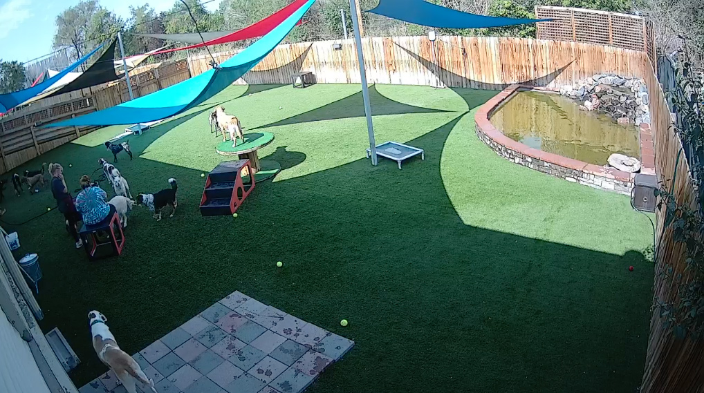Denver Dog Daycare Play Area Webcam -- (Off Santa Fe)- K-9 Castle