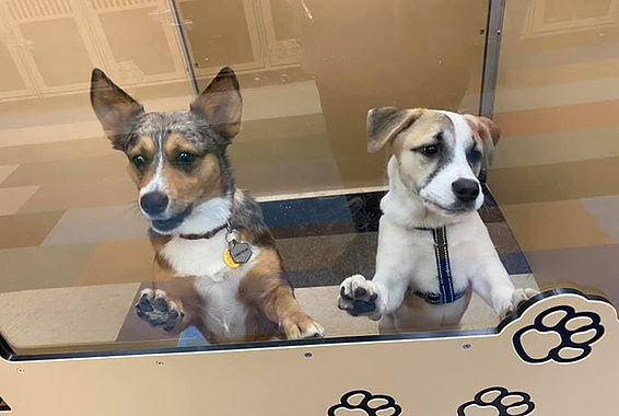 Two pups enjoy the dog boarding castle at K-9 Castle in Denver