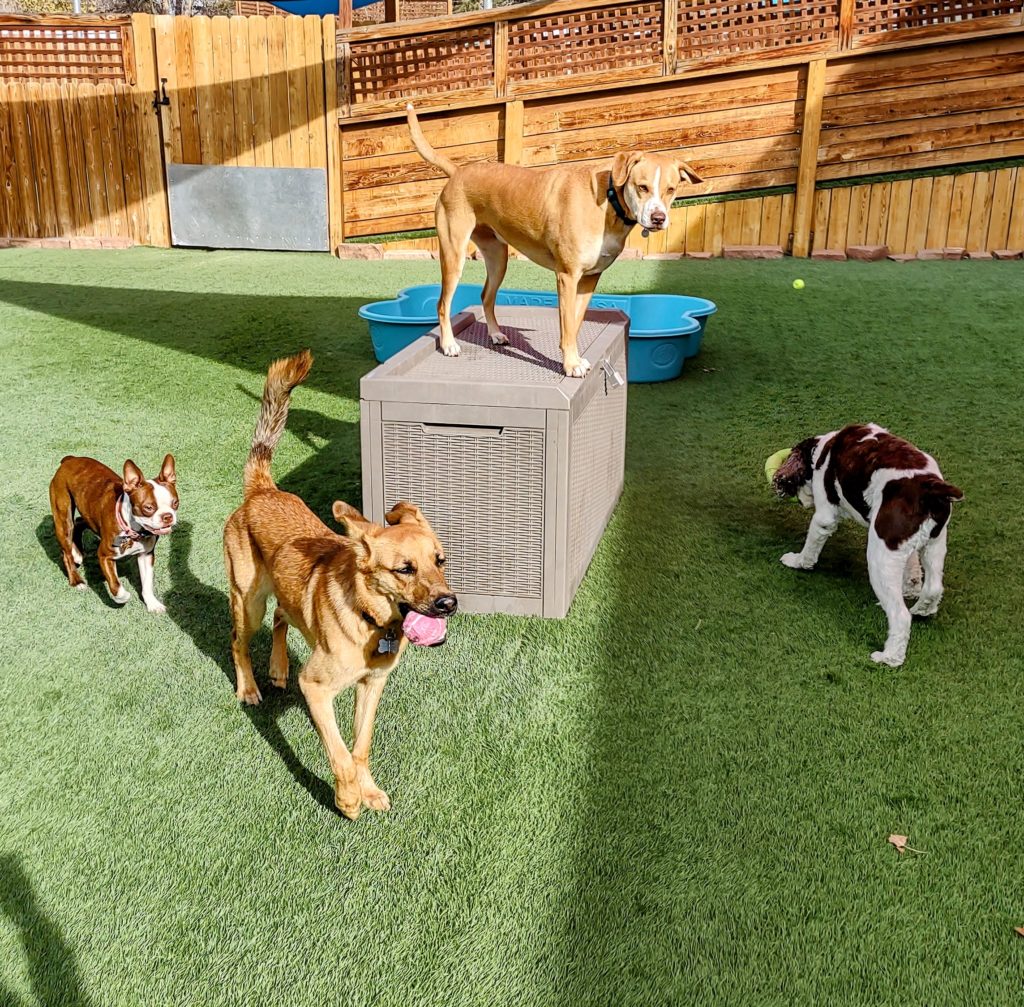 A Day in the Life at Denver Dog Daycare