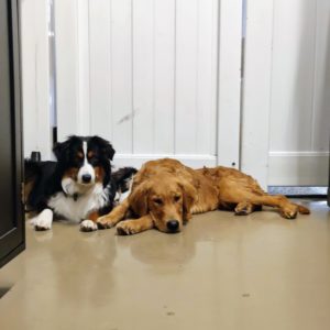 Two dogs resting inside kennel