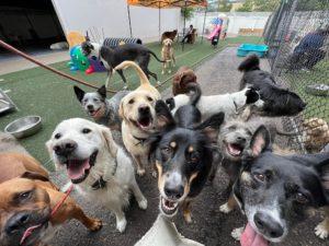 A day in the life at a Denver doggy daycare