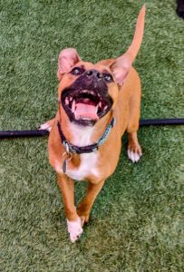 Happy dog smiling at doggie daycare