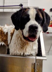 St Bernard in the bath at doggie daycare
