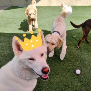Denver Dog Daycare - Royalty of the Month October - Lona