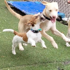 Two pups playing at doggie daycare