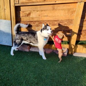 Husky playing with another dog