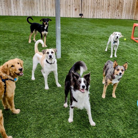 6 dogs posting for a photo