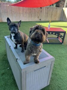 Two cute dogs playing at doggie daycare