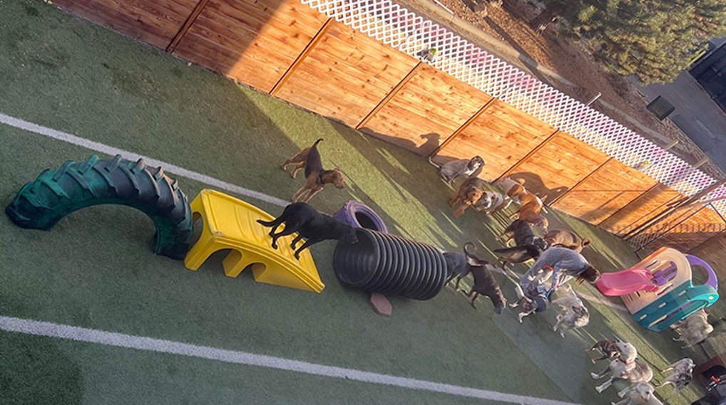 Denver Dog Daycare Play Area Webcam -- (Off Vance St in Lakewood)- K-9 Castle